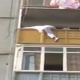 ЭЛДИК ВИДЕО: Бишкекте күйөөсү менен чатакташкан келин үйдүн 4-кабатынан секирүү аракетин көрдү