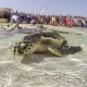 Таиланд падышасынын туулган күнүнө карата капастагы миңдеген таш бакалар эркиндикке коё берилди