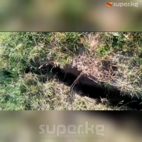 ЭЛДИК КАБАР: Жалал-Абаддагы Кара-Март айылындагы жердин жаракалары чоңоюп жатканын айтат окурман