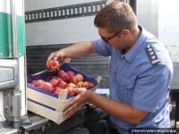 Орусия Кыргыз өлкөсүнөн барган 20 тонна каймак майды жана 19 тонна мөмө-жемишти артка кайтарды
