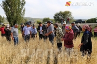 Түп районунда жааган мөндүрдөн 488 гектар эгин талаасы зыянга учурады