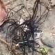 Тайванда табышмактуу жандык адамдарды чочутту
