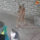 Жайыл районунда эликтин чаарчыгын үйүндө мыйзамсыз кармап жүргөн тургун кармалды