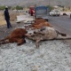 Ош-Бишкек жолунда жүк ташуучу унаа 15 жылкыны сүзүп кетти
