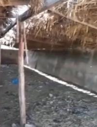 "ЭЛДИК КАБАРга" жооп: "Лейлекте эшектер боюнча териштирүү жүргөнгө чейин бир түндө аларды жок кылып кетишиптир" дейт айыл өкмөт башчы