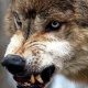 Кадамжайда беш кишиге тиш салган карышкырдан кутурма табылды