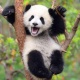 Кытайда пандалар менен сүрөткө түшүүгө жана аларга тамак берүүгө тыюу салынды