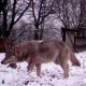Кадамжайда карышкырлар кол салган адамдар эмделүүдө. Качып кеткен дагы бир карышкыр табыла элек