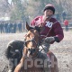 Улакчы бир тууган Ниязовдор көк бөрү боюнча Өлкө чемпиондугуна катышкан жок