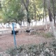 "ЭЛДИК КАБАРга" жооп: Мэрия: "Таш-Көмүрдө 9 ай ичинде 568 жолбун ит атылды. Дагы текшерүү жүргүзүлөт"
