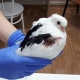 Интернетте канатын сындырып алып ветеринарга келген көгүчкөнгө таң беришүүдө. Окуя Омск шаарында болгон