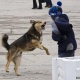 Ошто 3 бала итке таланып ооруканага түштү