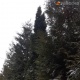 Кеминде сууга чөгүп каза болгон мектеп окуучусу Жаңы жылга балаты алып келүүгө тоого барганда аты үркүп кетип сууга аккан