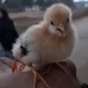 ЭЛДИК ВИДЕО: Индияда тоок төрт буттуу жөжө басып чыгарган
