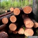 Бак кыюуга жол берген 7 токойчу иштен бошотулду