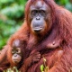 Акыркы 16 жылда 100 миңден ашык орангутан өлтүрүлгөн
