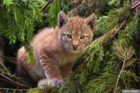 Кеминде Кызыл китепке кирген сүлөөсүндүн 10 айлык баласы табылды