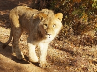 ЭЛДИК ВИДЕО: Сауд Арабиясында фестиваль учурунда арстан балдарга кол салды