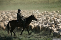 Жалал-Абадда чабанды малдары менен кошо сүзүп өлтүргөн айдоочу жаракат алып ооруканада жатат