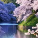 Ажайып кооздукка бөлөнгөн өлкө. Кытайда алча гүлдөдү