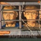 Апрель окуясы боюнча 22 жылга соттолгон Нурлан Темирбаевдин абакта тарткан сүрөттөрү