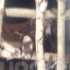 "Ош-Эркечтам жолунда ондогон фуралар эшектерди жүктөп бара жатты" дейт жергиликтүү жашоочу