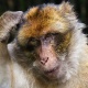Индияда 17 күндүк ымыркайды уурдап кеткен маймылды полиция издеп жатат