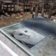 Япониялык аял мышыгына жай казып жатып каза болду