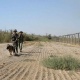 Айыл өкмөт башчы: "Тажик чек арачылары Кыргыз жеринде ок чыгарды"