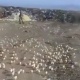 ЭЛДИК ВИДЕО: "Таштандыга ыргытылган жумурткалардан чыккан жөжөлөр айылды каптады"