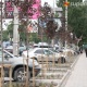 Бишкек шаарына отургузулган 9 миң сомдук көчөттөр соолуй баштады (фоторепортаж)