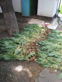 Сокулукта үйүндө баңгизат даярдалчу өсүмдүк өстүргөн жаран кармалды