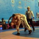 Кыргыз күрөш боюнча биринчи абсолюттук чемпион Туратбек Мазиевдин урматына арналган мелдештин жеңүүчүлөрү аныкталды