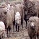 Жалал-Абадда жайлоого чагылган түшүп, 158 баш кой-эчки кырылды