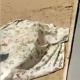 ЭЛДИК ВИДЕО: "Өзбекстанда күйөөсү аялын Курман айт күнү бычактап салды"