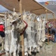 Кырчын жайлоосундагы этно-айылдарга саякат. SUPER.KG бардык облустардын ордосун кыдырып чыкты