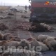 Нарында оор жүк ташуучу унаа чабандын 100дөн ашык коюн тебелеп кетти (сүрөт)