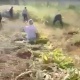 Токтогул ГЭСиндеги жетекчилердин бири жумушчуларды өз эгин талаасына барып иштетти делген видео тарады