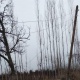ЭЛДИК КАБАР: "Ноокен айыл өкмөтүндө электр чубалгылары кишинин башына илинип кала тургандай ылдый" дейт окурман