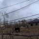 ЭЛДИК КАБАР: "Ысык-Көл облусунун Темировка айылында электр чубалгыларынын мамысы жок, бир топ кишилерди ток урду" дейт окурман