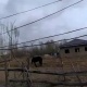 "ЭЛДИК КАБАРга" жооп: "Темировка айылынын электр чубалгыларына мамылар 2020-жылдан тарта коюлат"