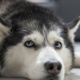 Ит микротолкундуу мешти күйгүзүп, үйдү өрттөп жиберген
