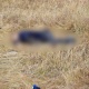 Суусамыр өрөөнүндө чабан өзгөчө мыкаачылык менен өлтүрүлгөн