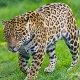 Американын Аризона штатында зоопарктагы кабылан сүрөткө түшүп жаткан аялга кол салды