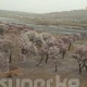 ЭЛДИК КАБАР: Баткенде өрүк гүлдөдү. Дыйкандарды алдыда күтүлгөн аба ырайы кабатыр кылууда
