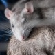 Британияда абактагы кылмышкерлерге баңгизат алып кирүү үчүн келемиштер колдонулган