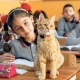 Түркияда Томбо аттуу мышык 2 жылдан бери 3-класста "окуп" келет