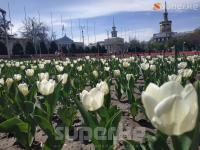 Бишкекти кооздогон жоогазындар гүлдөп баштады (фото)