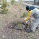 Депутат Бишкекте отургузулган карагайларды "пайдасыз" деди