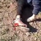 Чүйдө 16 жаштагы өспүрүмдү тепловоз сүзүп кетти